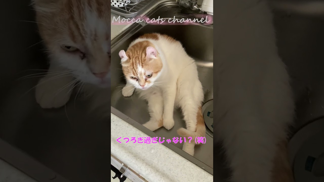 くつろぎ過ぎじゃない？ #shorts  #猫 #アメリカンカール #cat