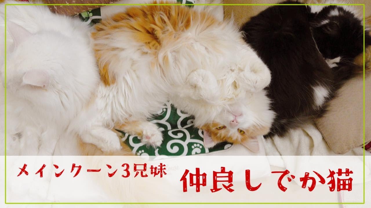 仲良しメインクーン3兄弟