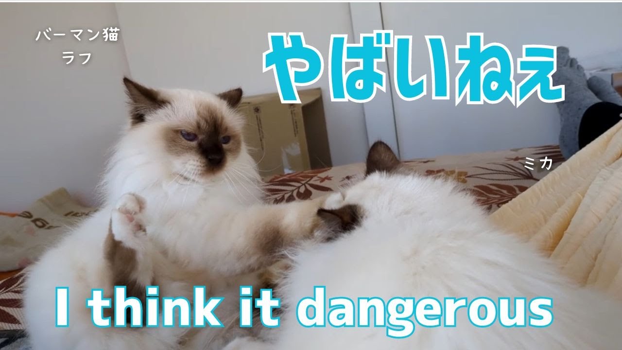 バーマン猫ラフとミカとガブ【やばいねぇ】I think it dangerous（バーマン猫）Birman/Cat
