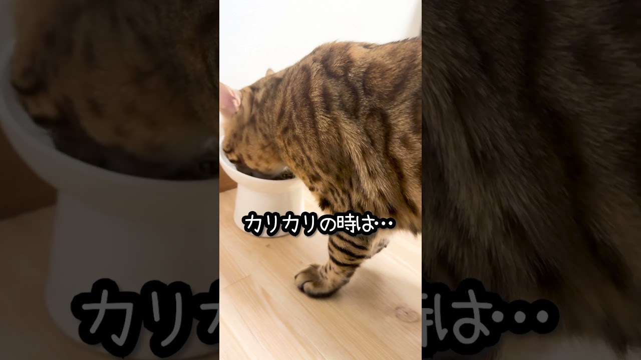 とり肉を食べると震える猫 #shorts #ベンガル #猫