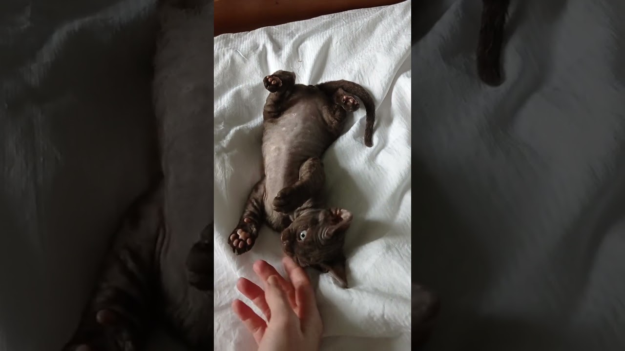 8 week old chocolate Devon Rex kitten playing