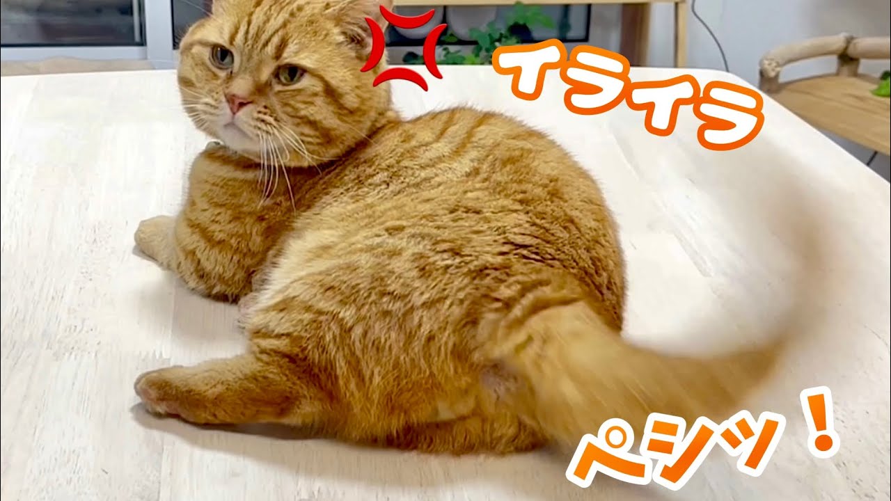 大好きなねぇねの帰りが遅かった日、愛猫の行動がおかしくなりました…！ #猫 #マンチカン