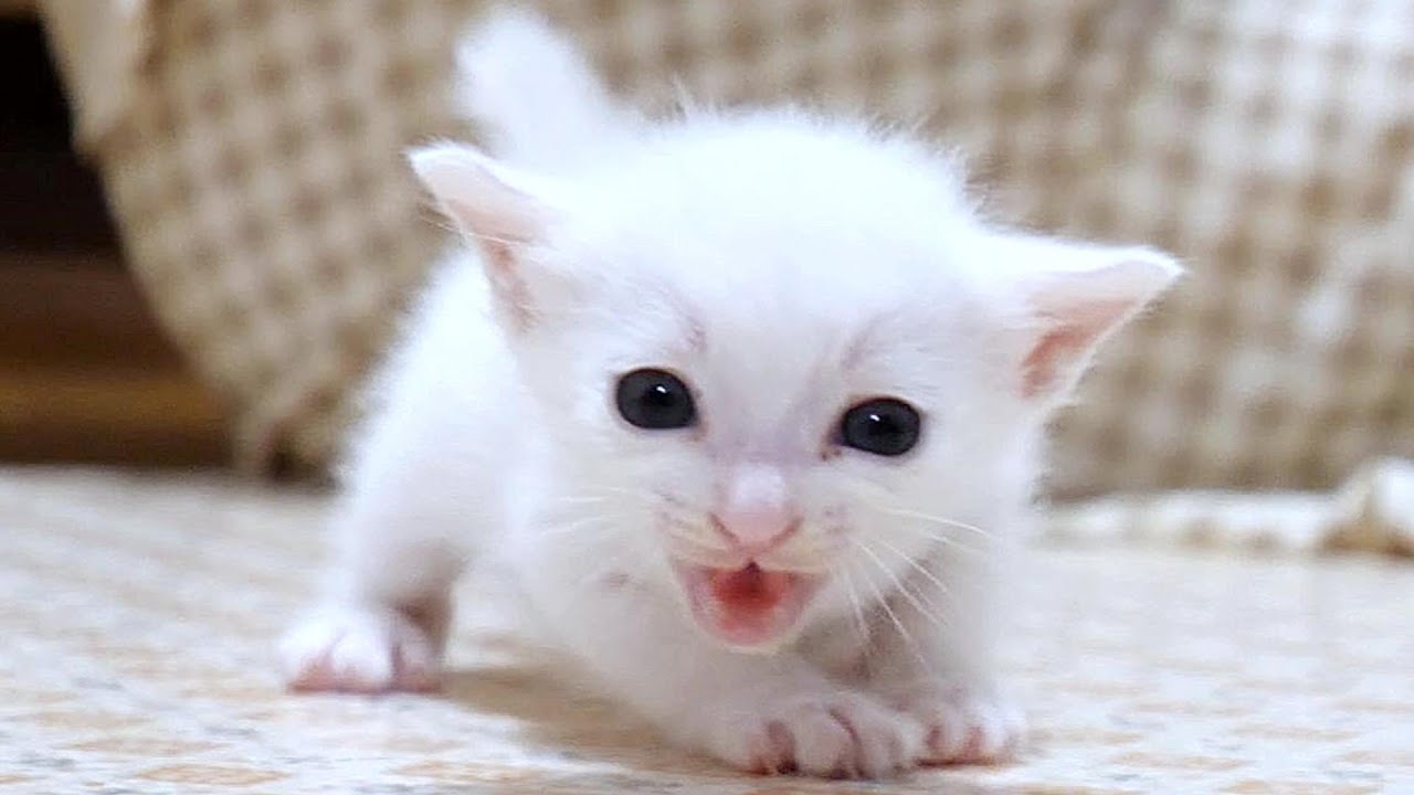 元気すぎる白子猫ちゃんが大きな声でミルクをおねだりする【赤ちゃん猫　保護猫】
