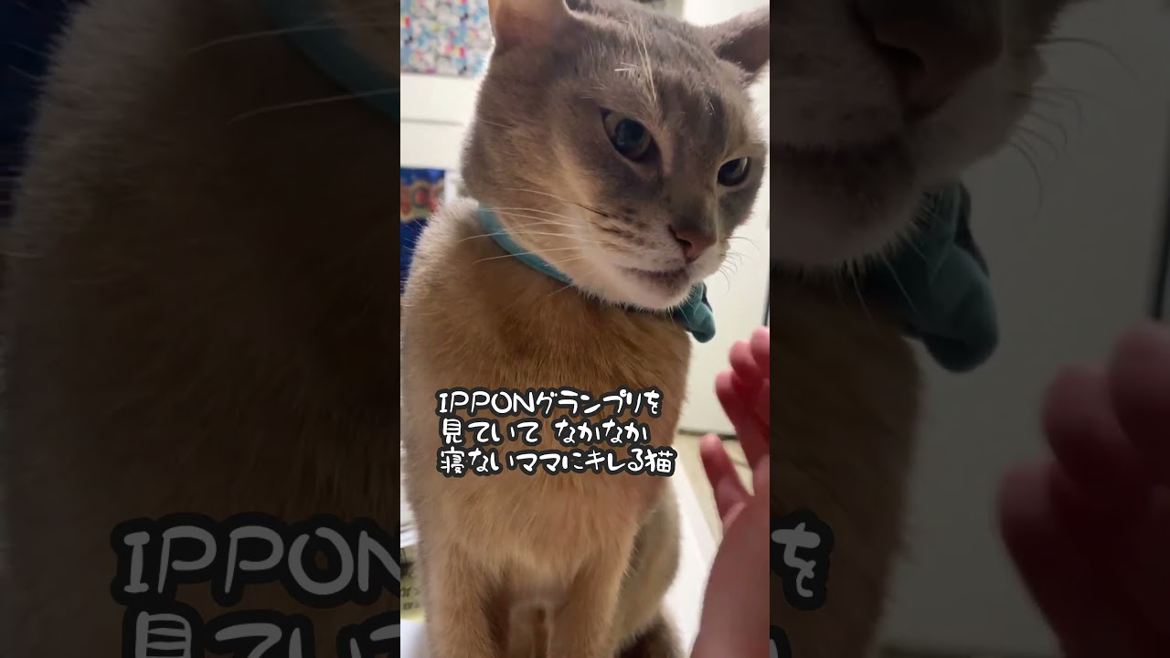 IPPONグランプリを見ていて なかなか寝ないママにキレる猫 #shorts #アビシニアン #abyssinian #ippon #ipponグランプリ2023