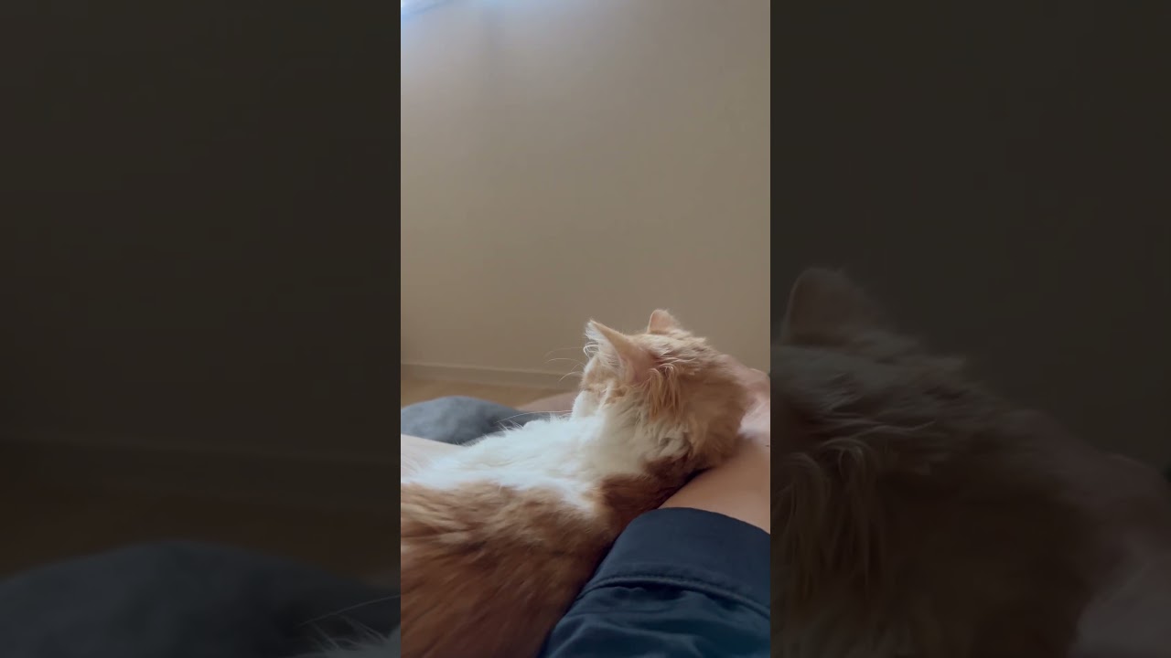 ねるとお昼寝にゃう #cat #ラガマフィン #ragamuffin #ねこ #猫 #猫のいる暮らし