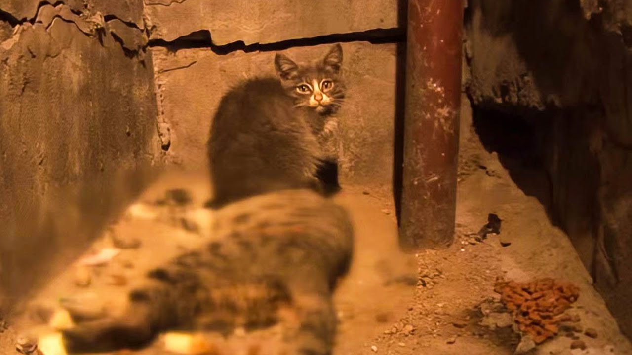 わずかな食べ物を亡き母に与えた子猫。冷たい体に寄り添い、毛皮を舐めて起こそうとする姿に涙が溢れる【感動】