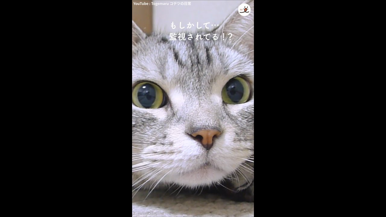 カメラの存在に気付いた猫ちゃんの可愛すぎる反応😻❤️ #Shorts