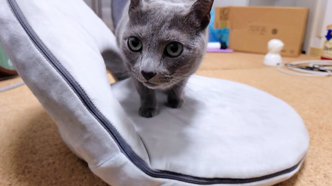 【猫動画】新しい座椅子に喜ぶロシアンブルー【Russian blue】Russian Blue who is happy with a new chair