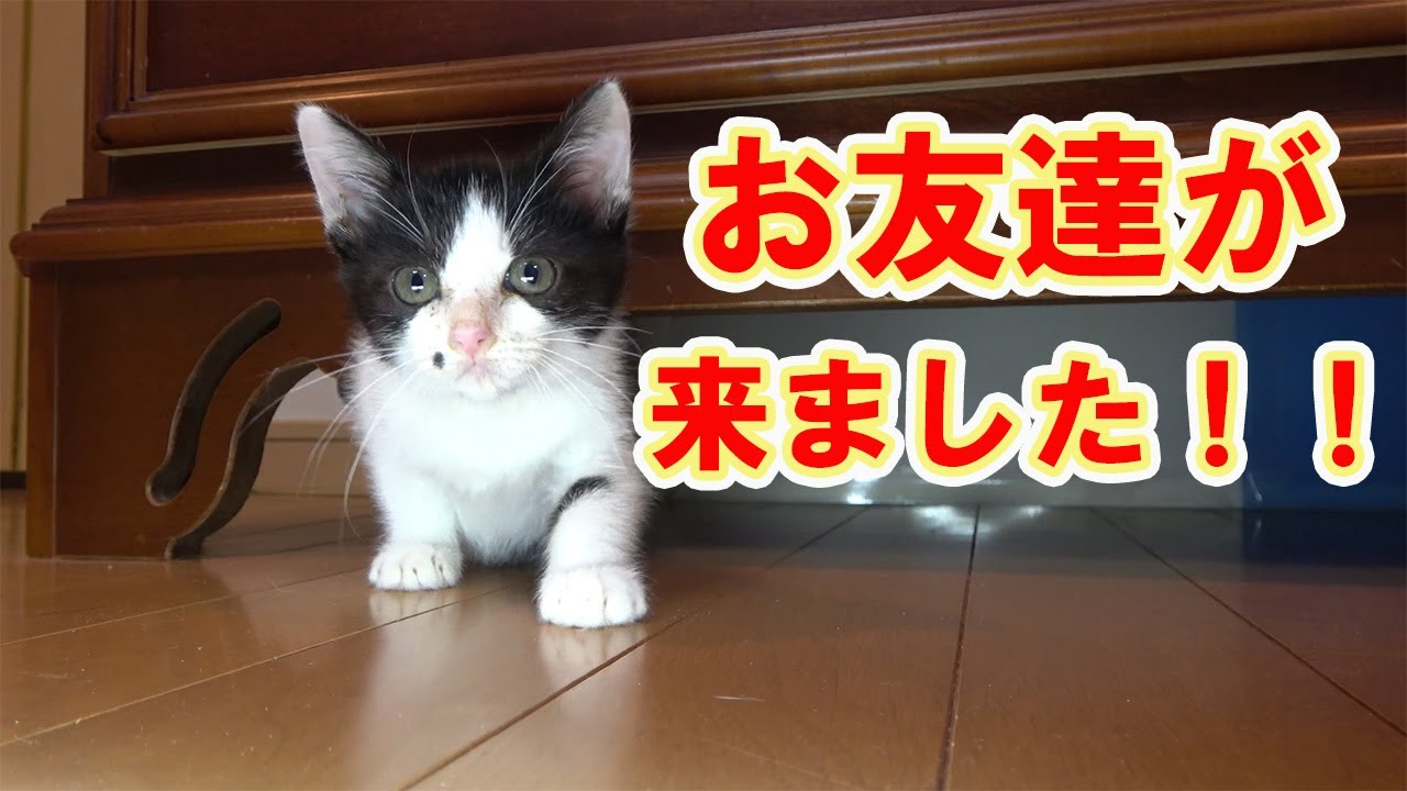 【保護猫】レスキューした子猫㊴新しい子猫が！なんと‼スコティッシュフォールドも一緒に‼