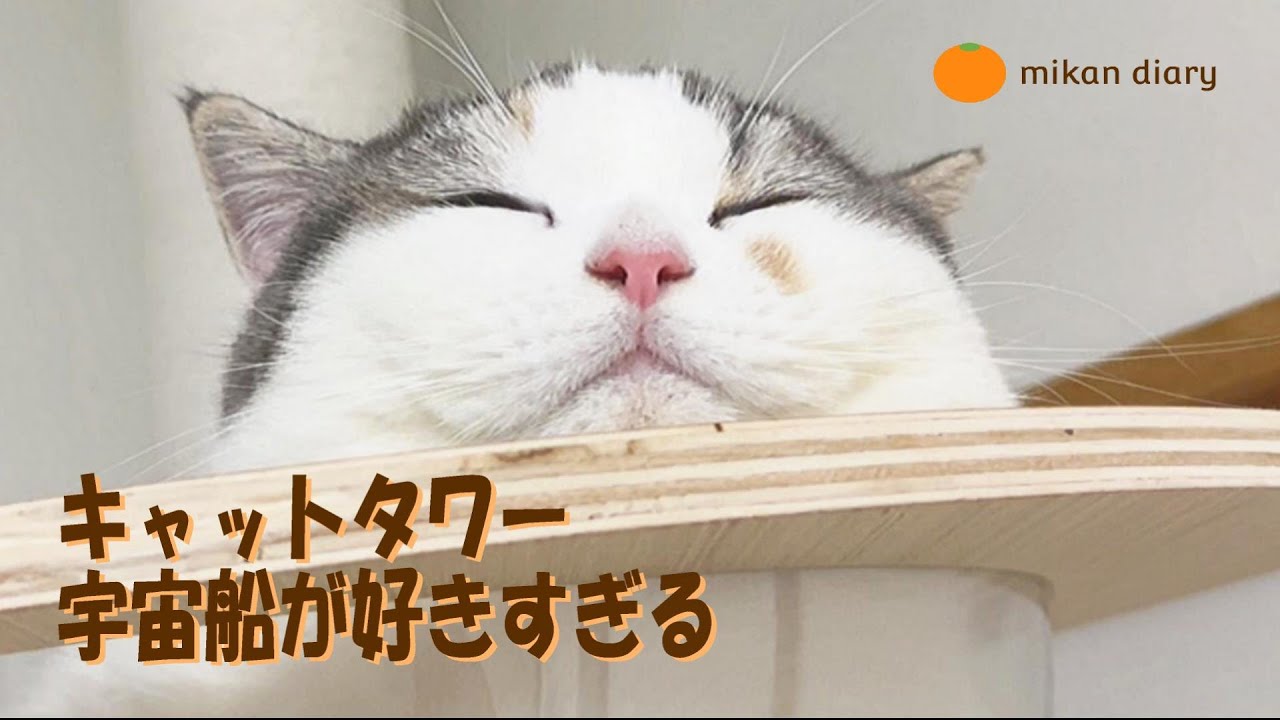 【スコティッシュフォールド】突っ張り式キャットタワー　宇宙船が気に入りすぎた猫