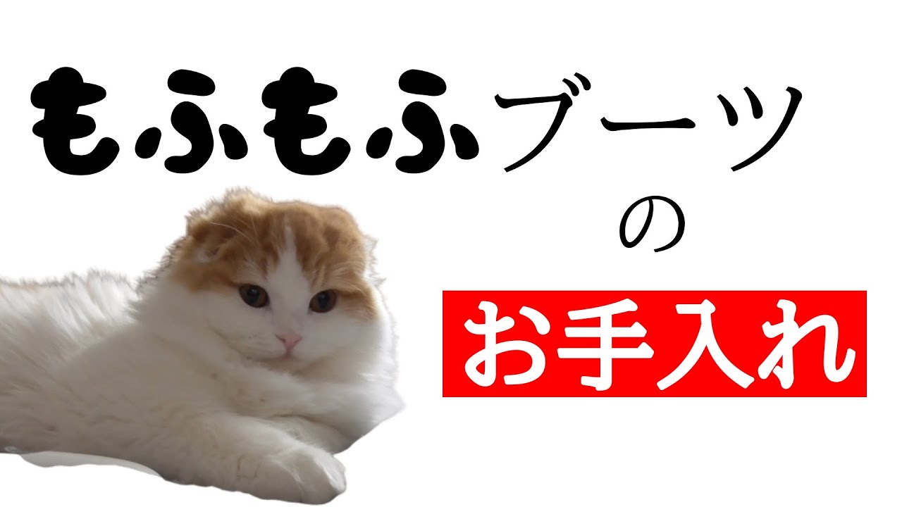 子猫のもふもふブーツをお手入れ【スコティッシュホールド】