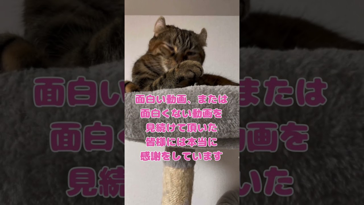 今年一年ありがとうございました！#保護猫 #ラグドール #キンカロー #可愛い猫 #大晦日