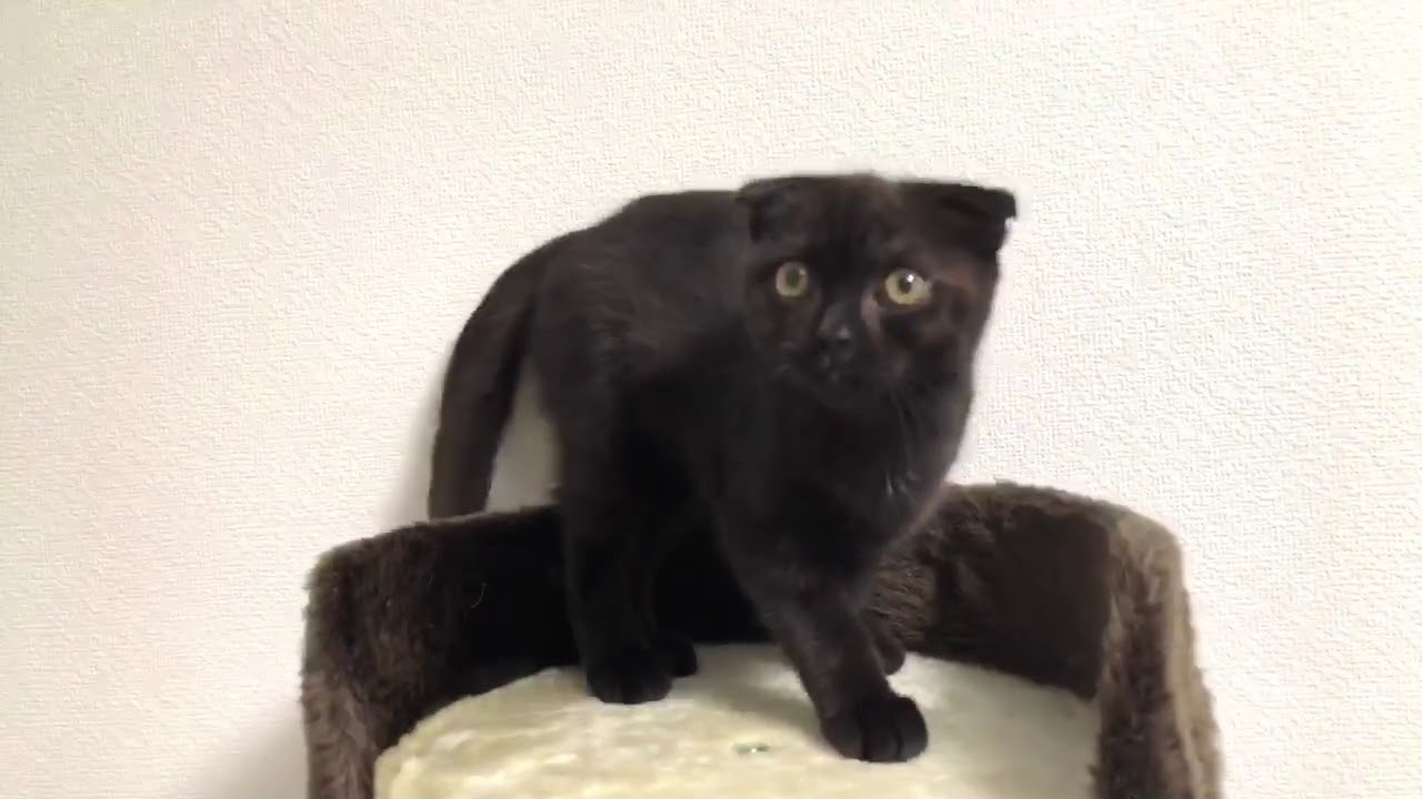 スコティッシュフォールド、ブラックスモークの子猫ちゃん❤️