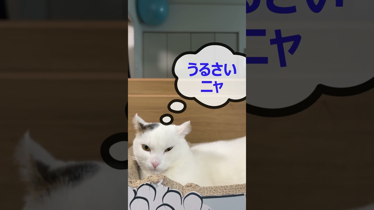 くつろぎタイムニャ 【My cat wants to relax alone. 】