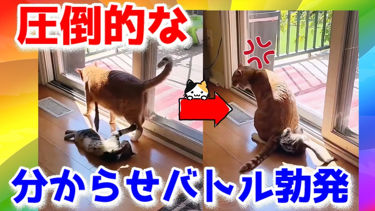 【2ch動物スレ】圧倒的に分からせられた子ネッコさんｗｗｗ【猫特集】 #cat #2ch動物スレ #猫動画 #動物 #癒し #かわいい