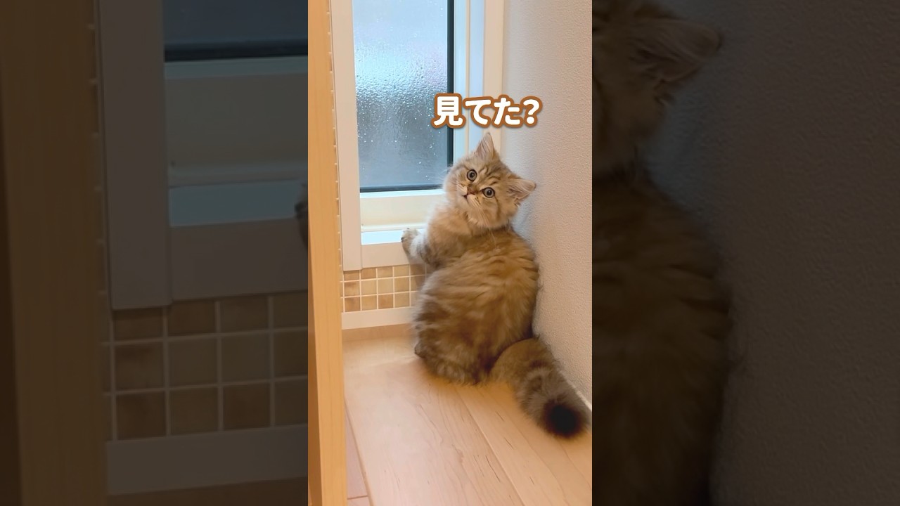 雨の日の子猫 【サイベリアン】 #Shorts