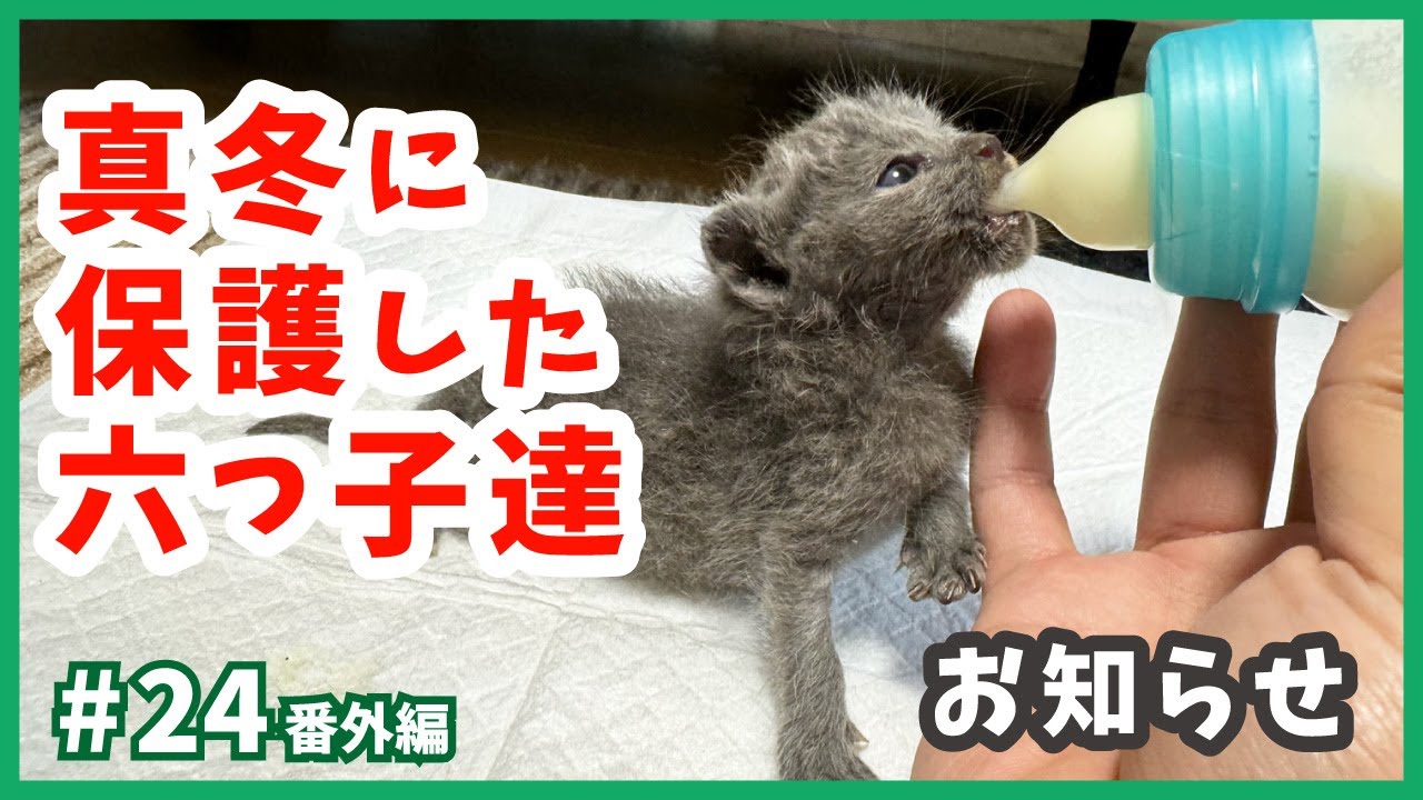 【真冬に生まれた子猫たち】凍える寒さの中、保護した子猫たちの名前を募集中。（ねこせんチャンネル・番外編24）
