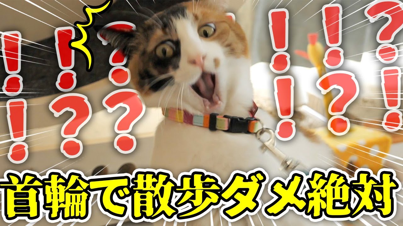 猫たちも犬みたいに首輪にリードつけて散歩しようとした結果…