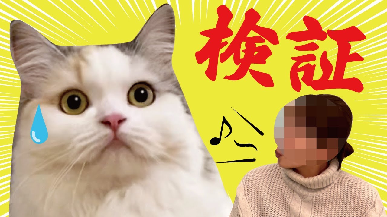【検証】猫にむかって口笛を吹き続けるとこうなります…【関西弁でしゃべる猫】【猫アテレコ】