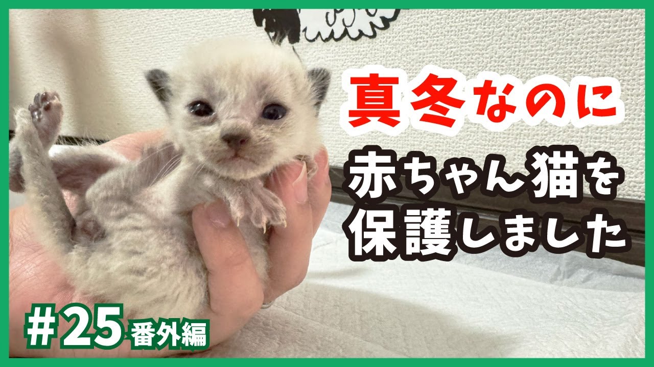 【真冬に生まれた子猫たち】保護した赤ちゃん猫の名前がいよいよ決まります。（ねこせんチャンネル・番外編25）