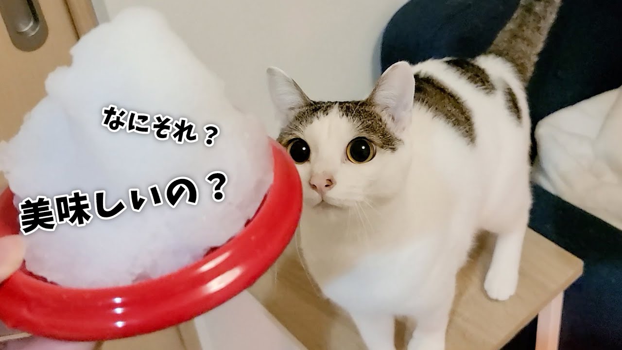 初めて雪を見た猫の反応がこちらです