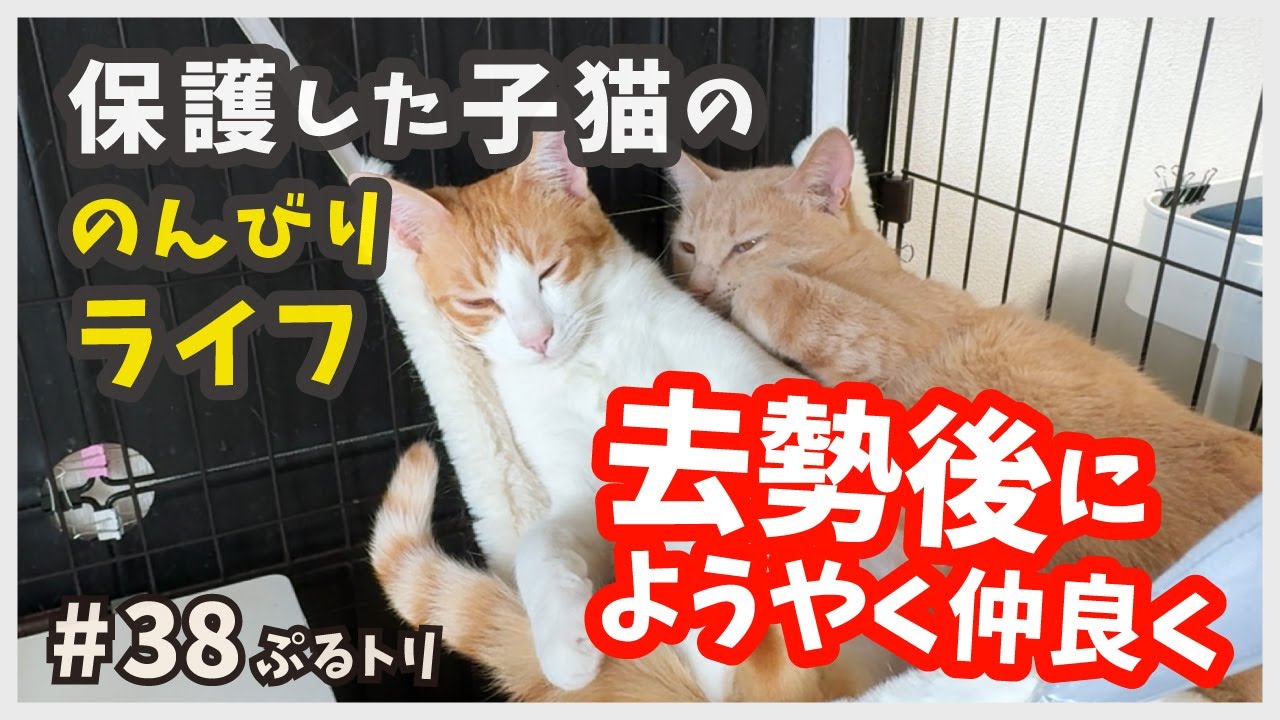 【子猫 去勢後】保護した子猫のリアルな成長日記。/ ぷるトリ38