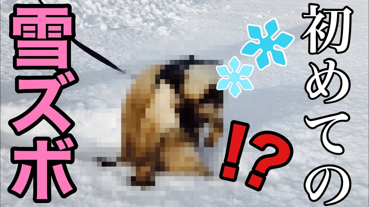 【シャム猫】初めて雪をさわったシャム猫のおこげがこちらです…。激カワ！