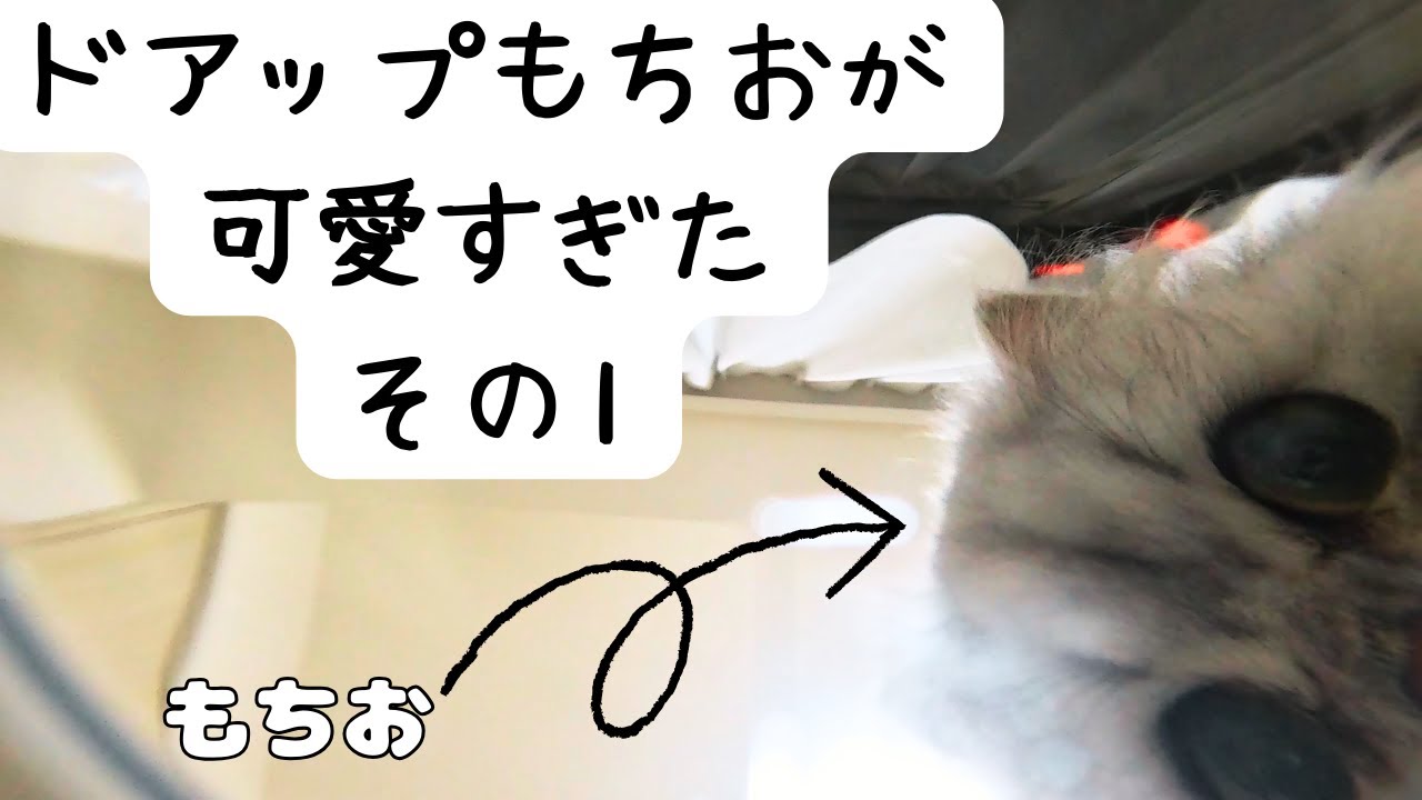【ペルシャ猫】ドアップのもちおが可愛すぎた！その１