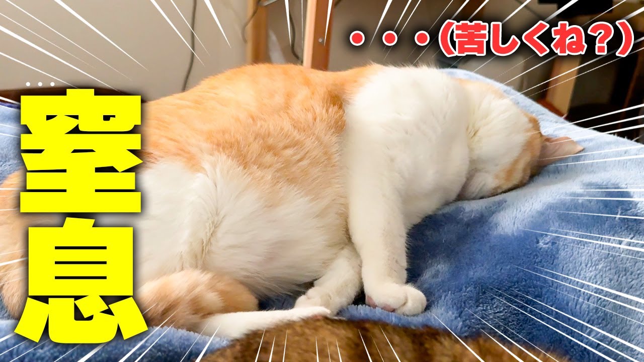 【窒息】呼吸できなくなって普通に苦しくなって飛び起きる猫。