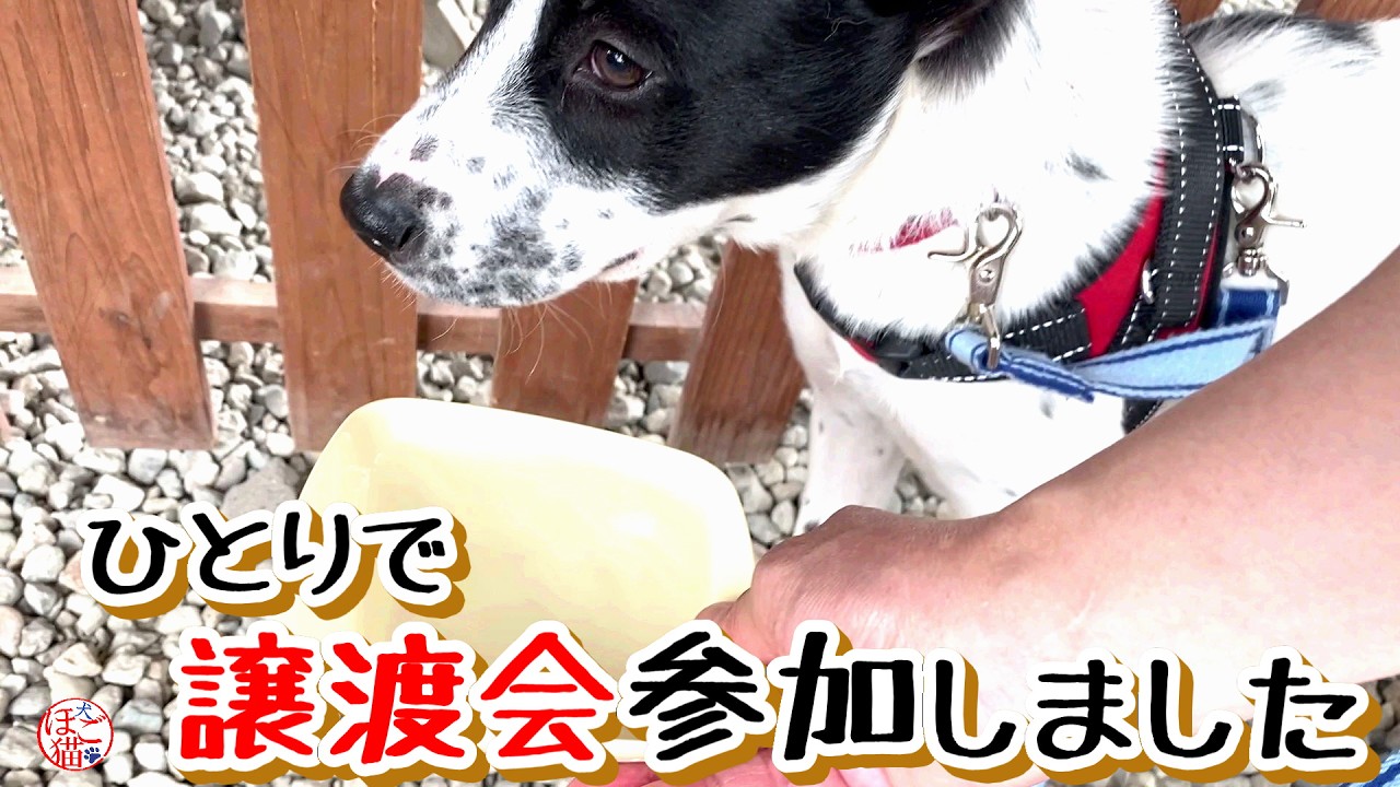 【子猫　子犬　保護】ひとりで譲渡会に参加しました＆金網ひ引っ掛かっていた子猫のアミ君