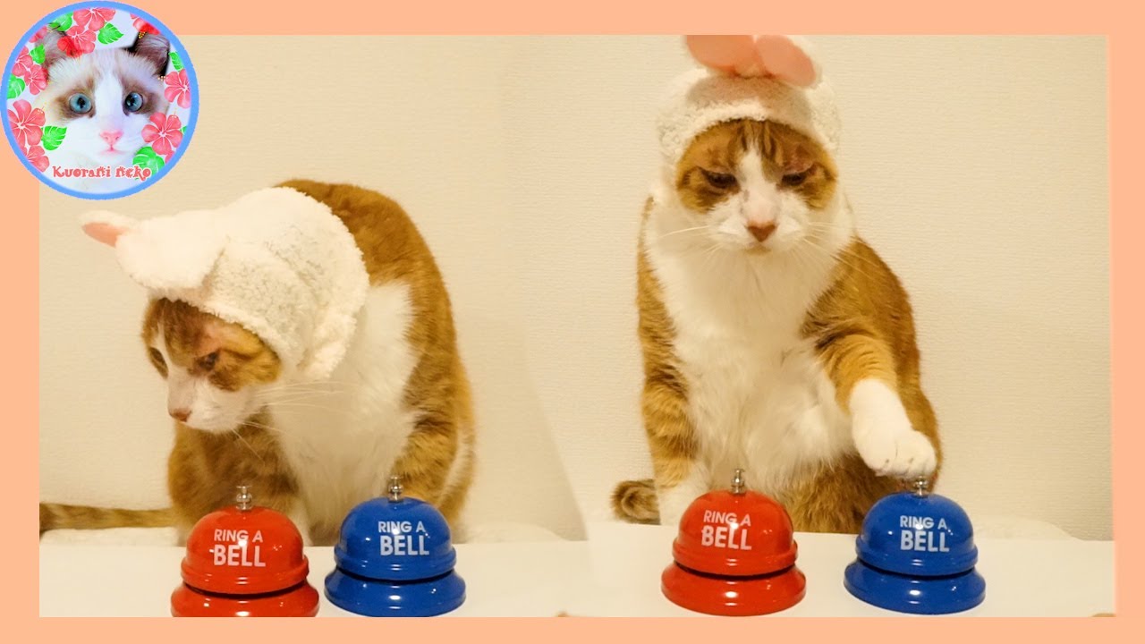 シャッフルゲームやる気満々の猫だったのに練習をすると…(練習2回目)  Cat practicing shuffle game
