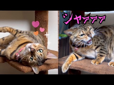 餅つき帰省でお嬢猫が甘えたり怒ったり忙しそうです