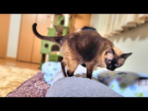 寝る前にシャム猫が腹に乗って来て、降りたらペポ🐈が来て過激な行動に🤭