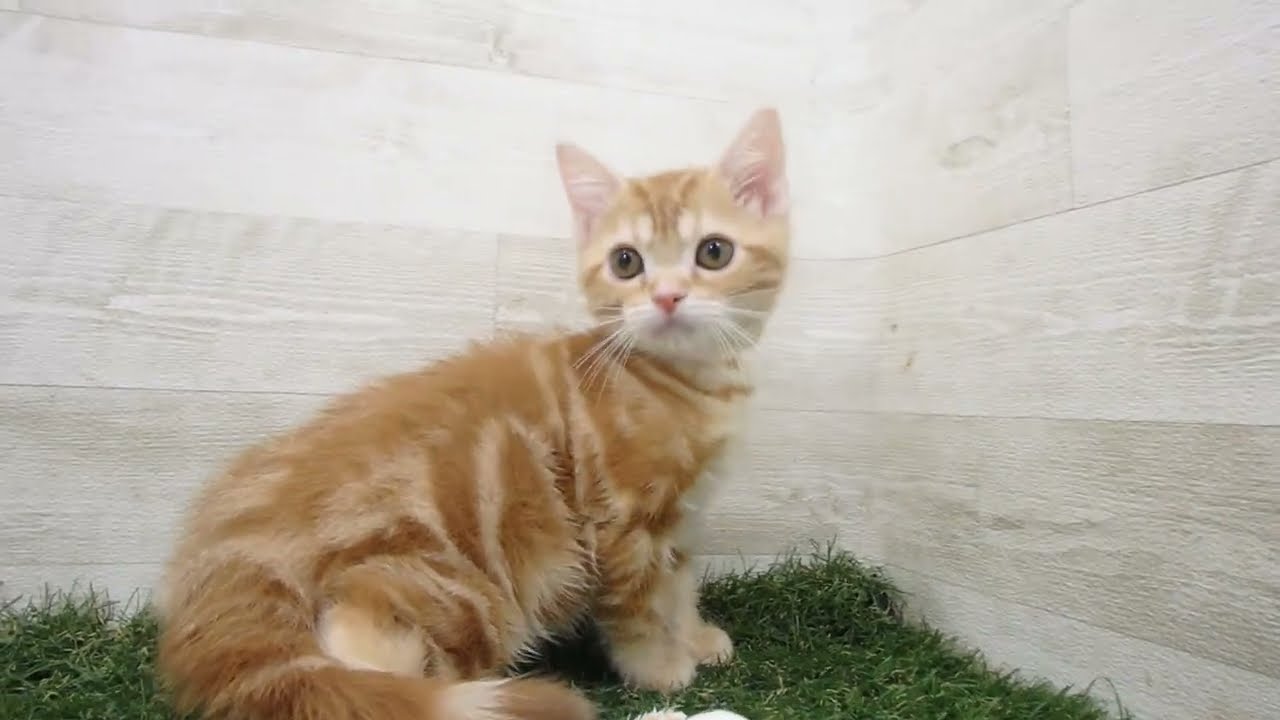 Coo&RIKU　No00663782 アメリカンショートヘアー