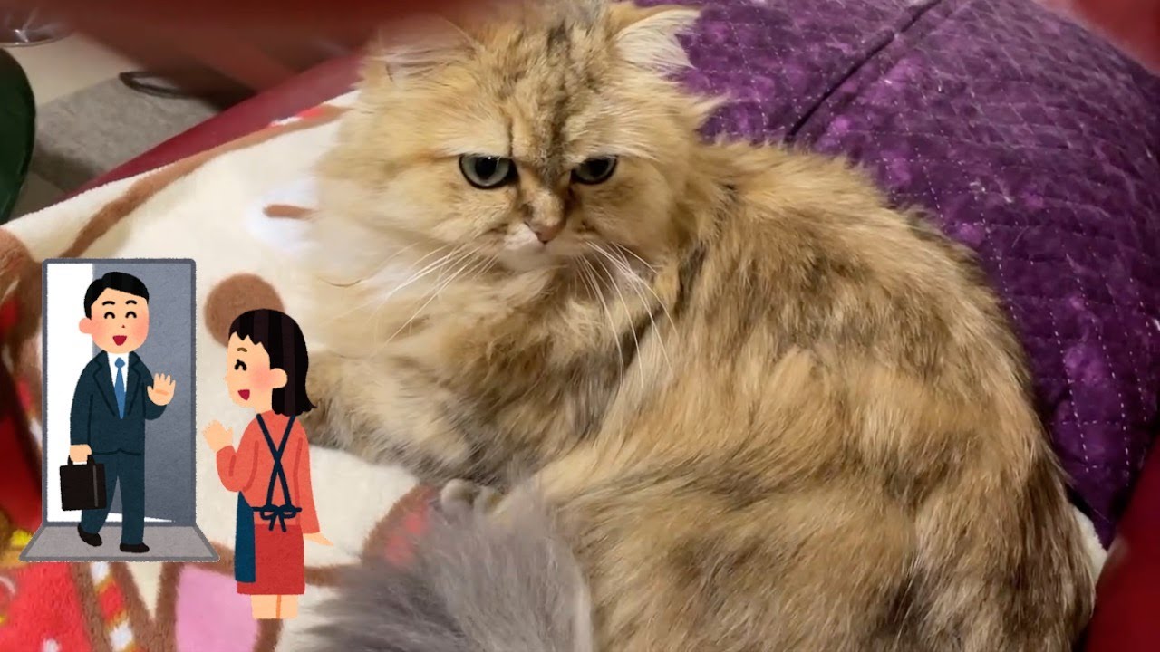 【ペルシャ猫】パパの帰宅をウトウトしながら一緒に待ってくれるマリーちゃんが可愛すぎる！