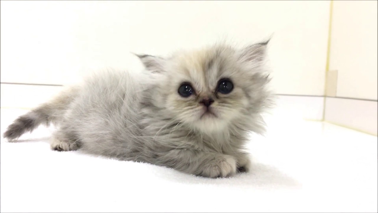 超短足＆長毛の可愛いマンチカン☆