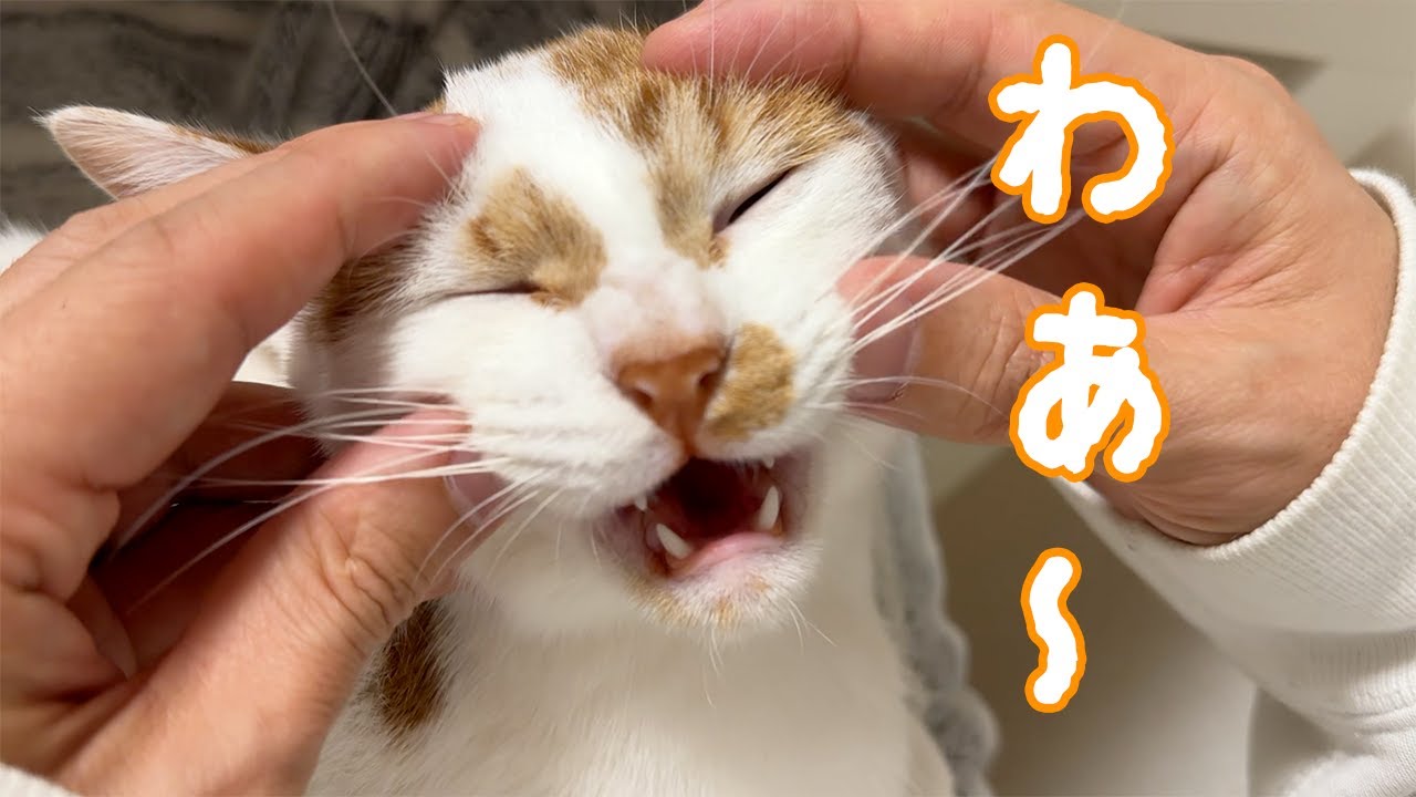 お顔のマッサージされて鳴いてしまう子猫