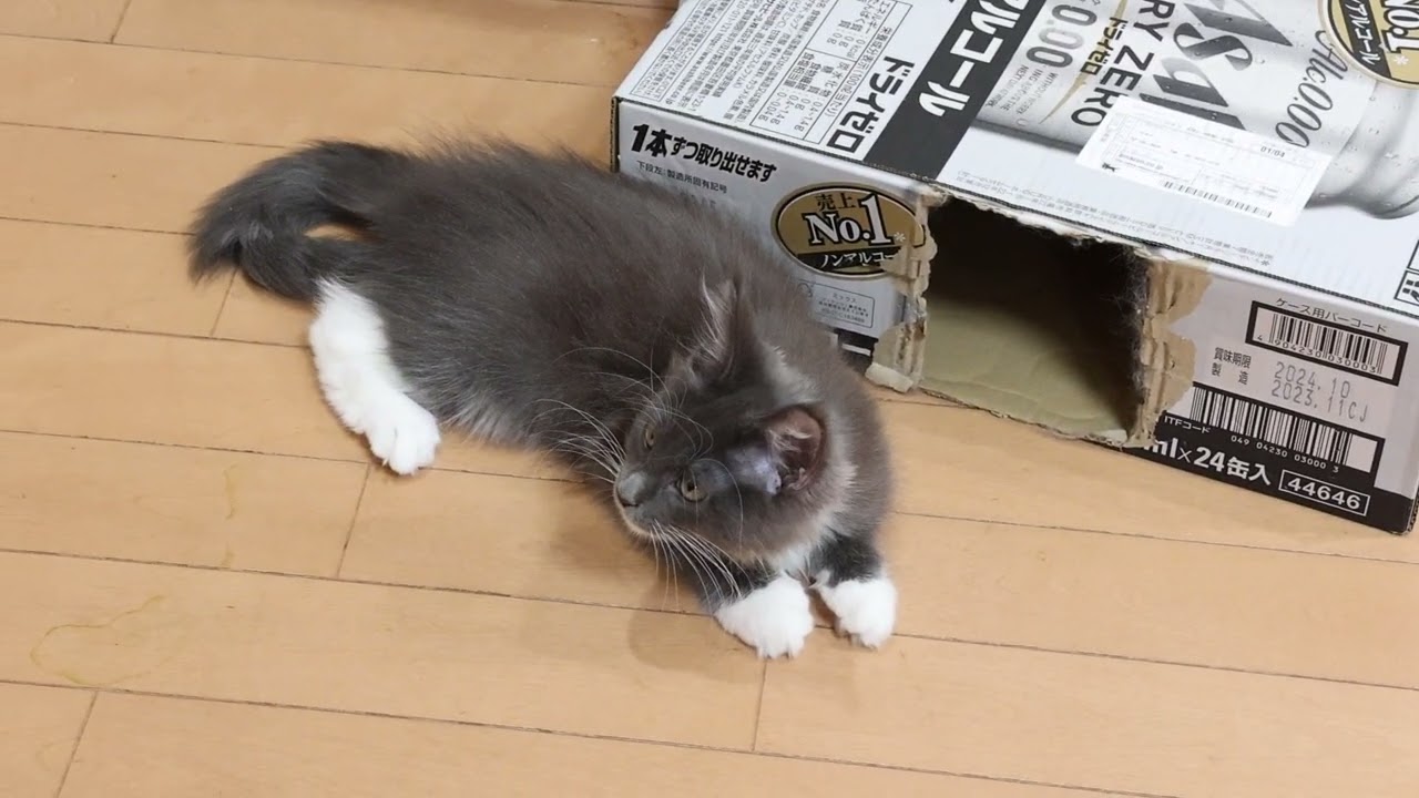 生後3ヶ月メインクーン子猫のアオイちゃん