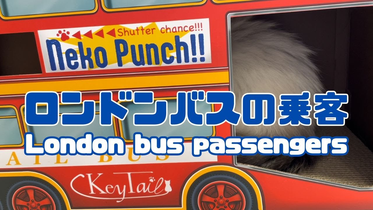 バーマン猫ラフとガブ【ロンドンバスの乗客】London bus passengers（バーマン猫）Birman/Cat