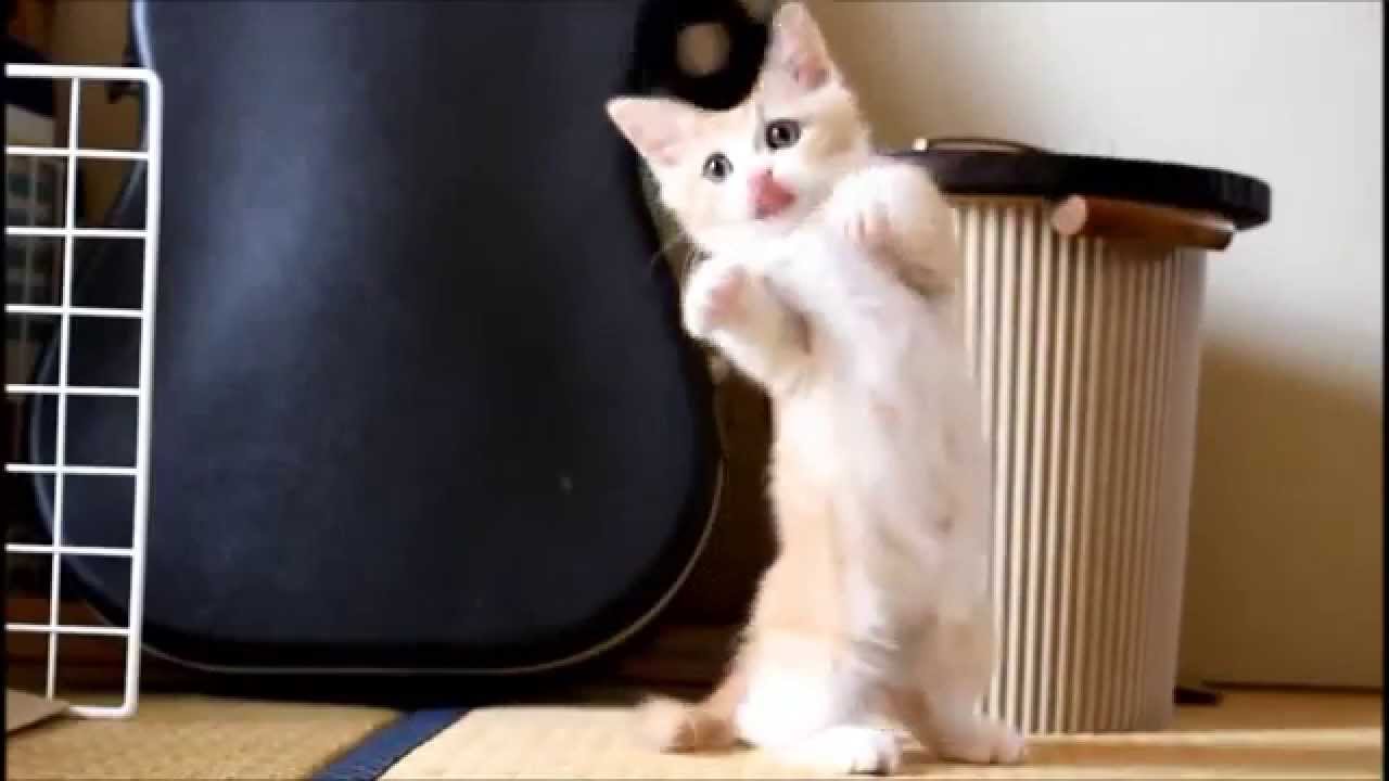 猫折れマンチカン仔猫の菊之助【ロング動画】／スパイラルダンスにあわせた／Cat spiraldance