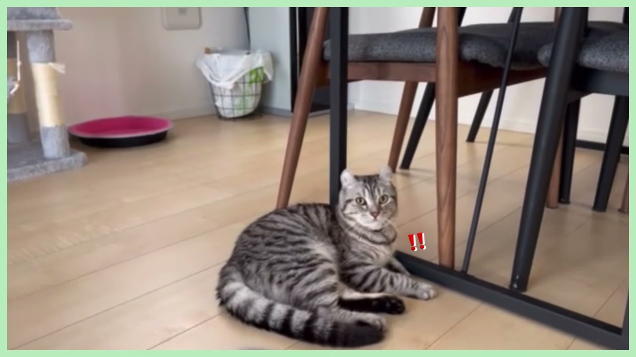 『アメリカンカール⭐︎のり太』ソファーの隙間からこんにちはｗ猫のかまちょ姿が可愛いくて癒されます😍❤️
