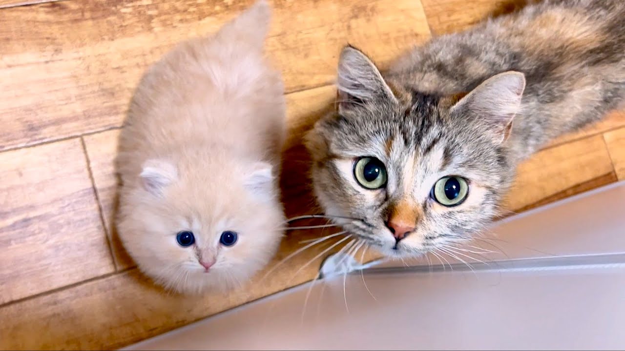 【マンチカンの子猫】子猫釣りに挑戦したら簡単すぎた件 ～猫のいる生活Vol.866～出産動画 マンチカン短足・ミヌエット・ペルシャ猫専門ブリーダー『ペット蔵人』【子猫の成長記録】