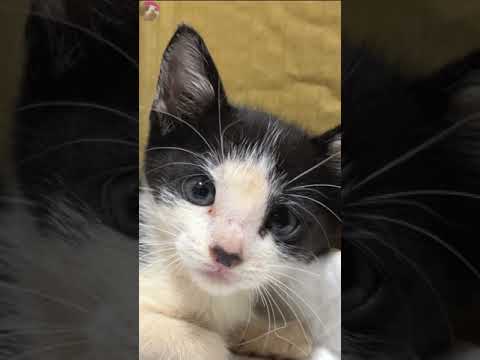 A ferocious street kitten until becoming a spoiled kitten #shorts