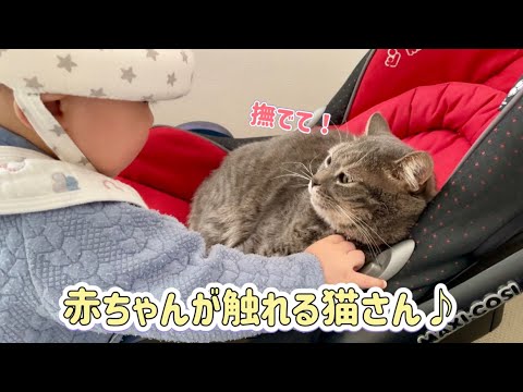 チャイルドシートに座る猫と戯れる赤ちゃんがかわいい♪
