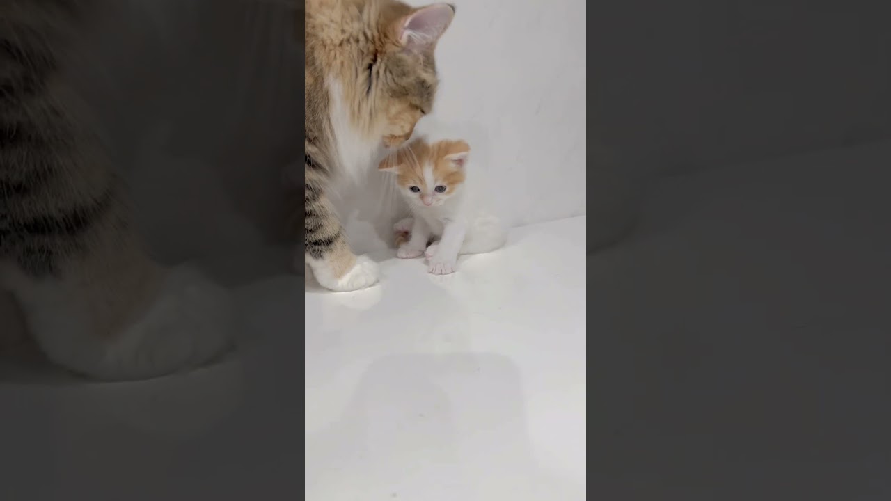 長足マンチカン男の子🩷 【お問合せ詳細は説明欄に記載あります】 #スクーカム #ブリーダー直販 #マンチカン #ミヌエット #ラパーマ #子猫 #子猫販売 #猫 #猫のいる暮らし #猫動画