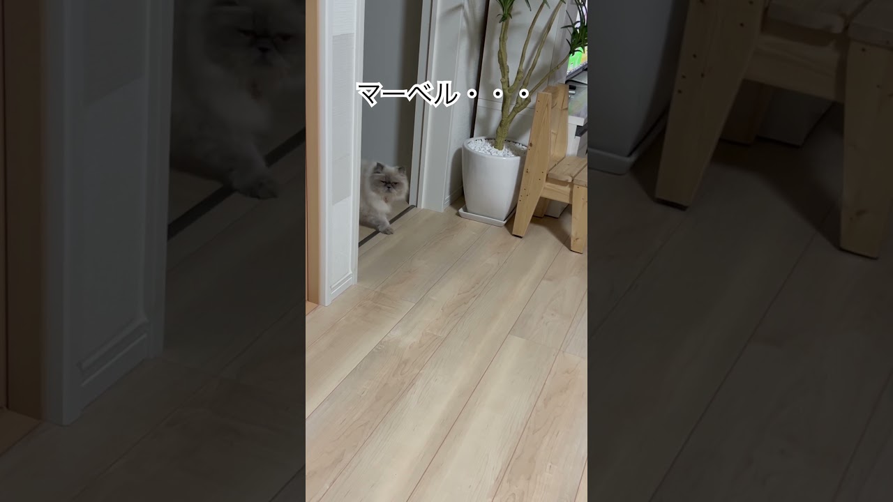 マーベル・ボンド現る‼️🐈 #shorts #うちのにゃんこ #ヒマラヤン #マーベル #ねこ #cat #jamesbond