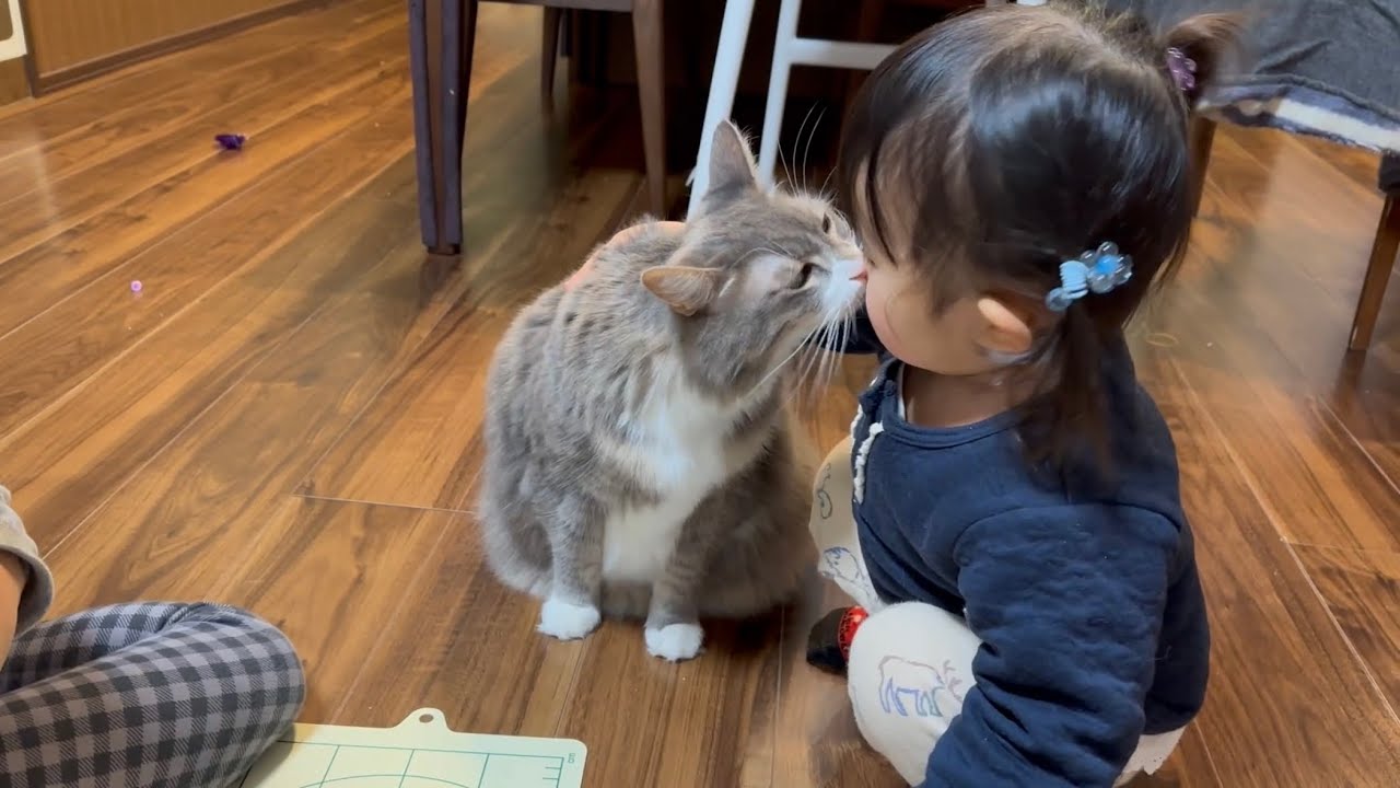 粘土遊びを夢中で見学する猫　ノルウェージャンフォレストキャットA cat observes playing with clay. Norwegian Forest Cat.