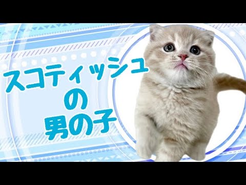 スコティッシュフォールドの子猫　（中之島）