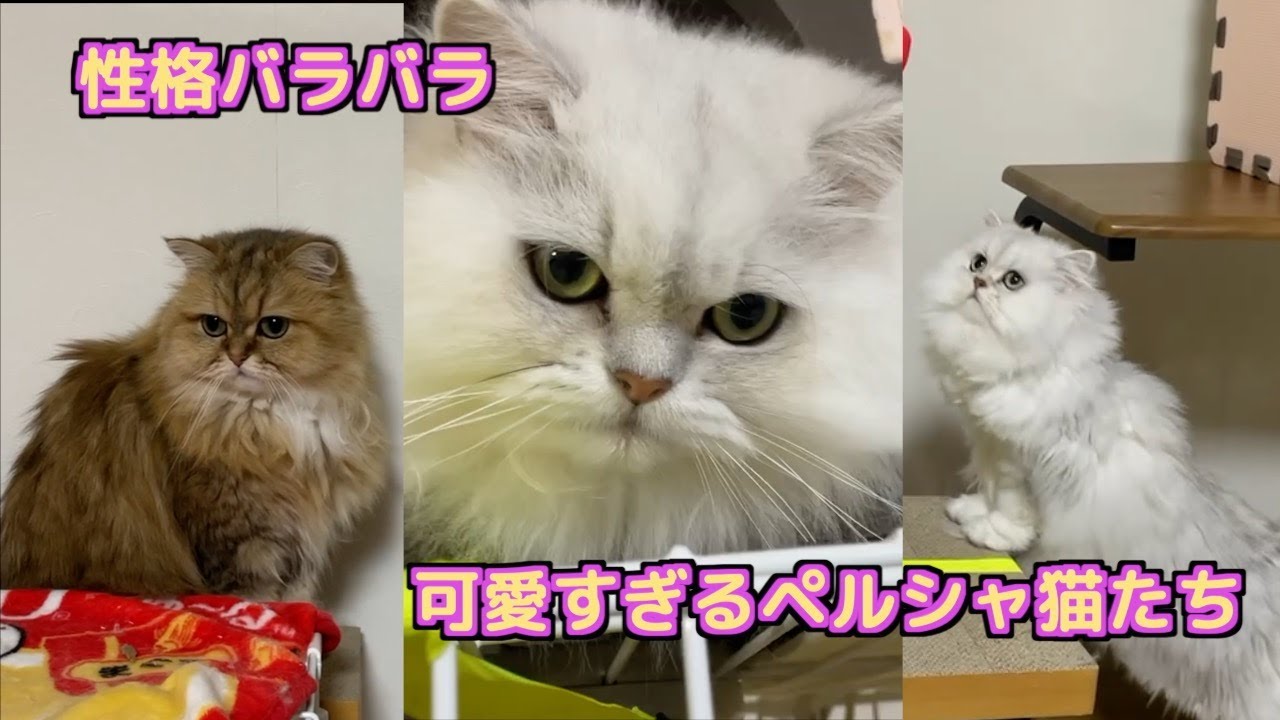 【ペルシャ猫】穴があったら入りたい❗️可愛いが密集して大変なことに