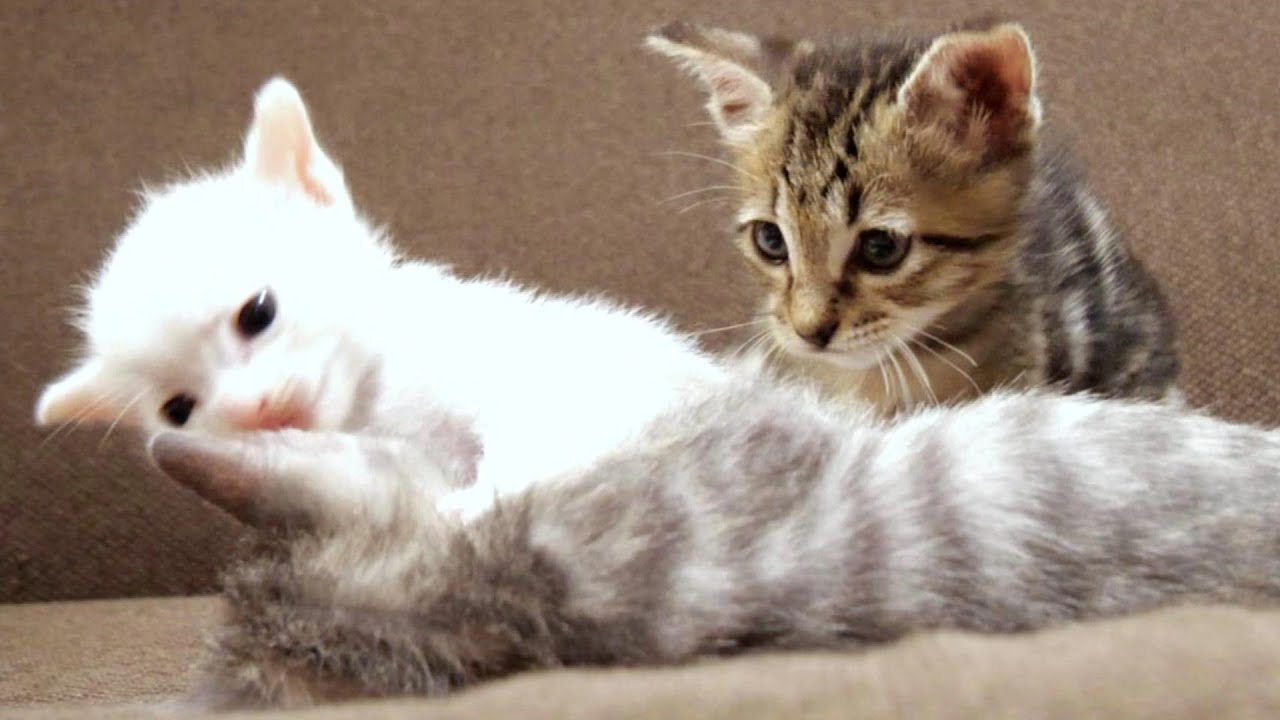 絶対に起きない子猫と絶対に起こしたい子猫！勝つのはどっち？【赤ちゃん猫　保護猫】
